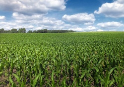 Corn Crop